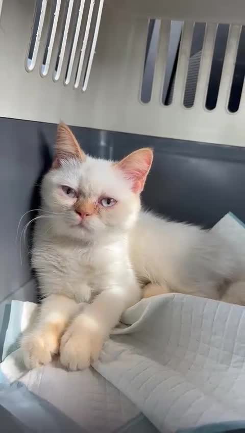 Mixed Breed cats for adoption: NUNO -HEALTHY -UNUSUAL LOOKS - CUDDLY- NEUTERED  - Video 1