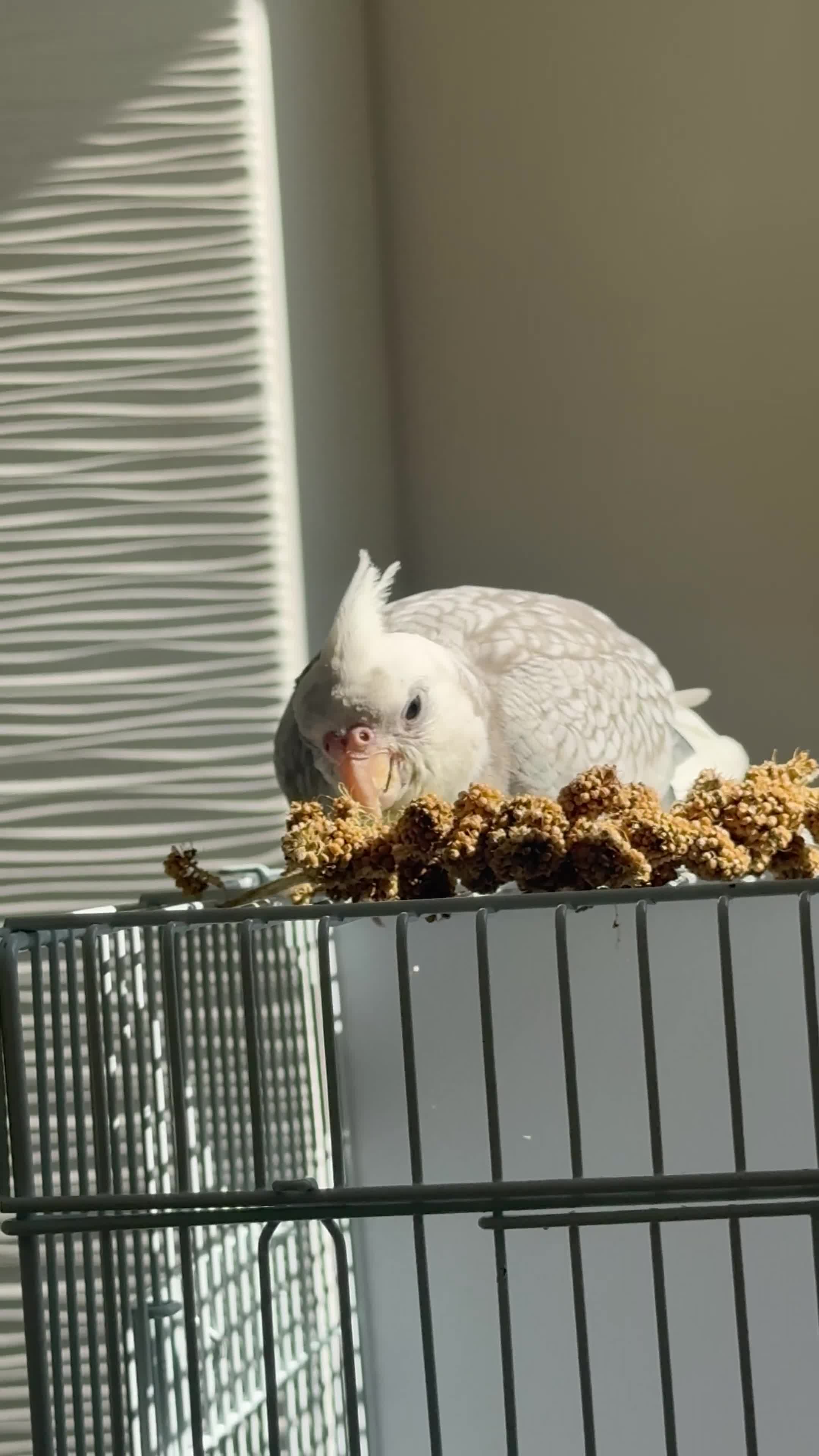 Cockatiels birds for sale: 3.5 months old male cockatiel- hand reared+cage i - Video 1