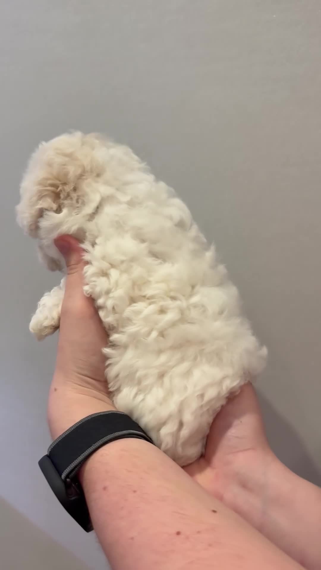 Maltipoo dogs for sale: Maltipoo puppies 🩷 - Video 2