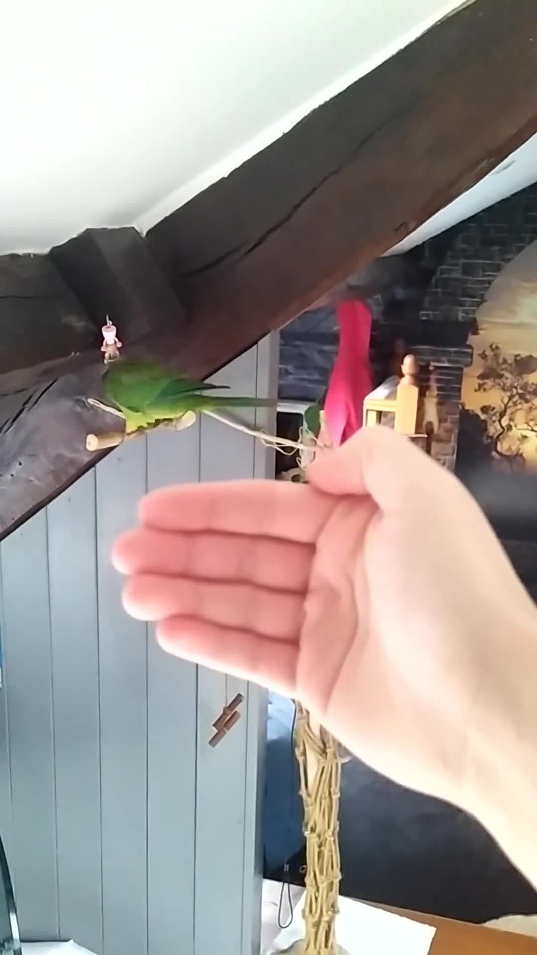 Parrots birds for sale: Silly tame female DNA sexed Barraband parrot. - Video 1