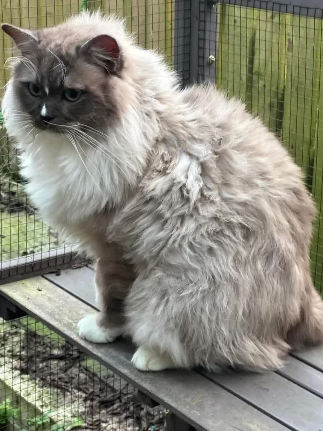 Ragdoll cats for sale: Rare Cherubim ragdolls lilac mink sepia smoke  - Video 1