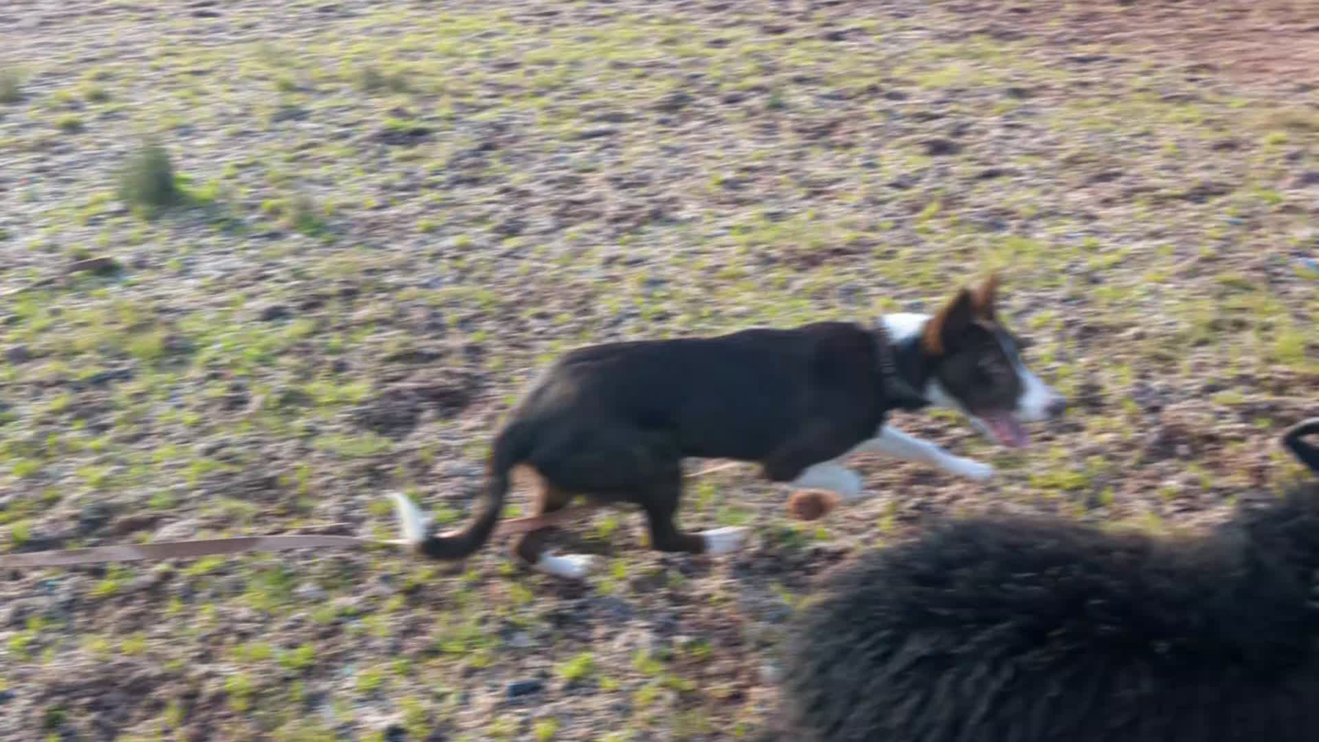 Border Collie dogs for sale: Handsome red and white collie - Video 1
