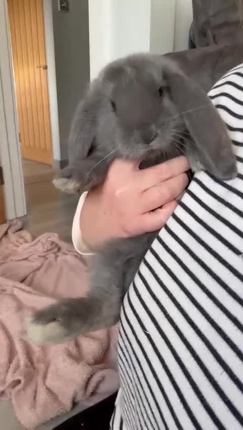 French Lop rabbits for sale: Stunning French lops available   - Video 1