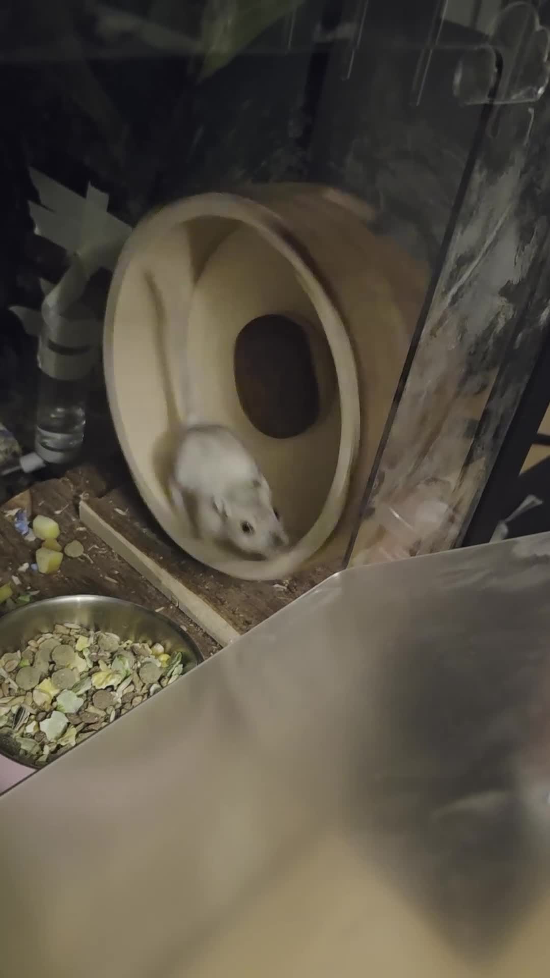 Gerbil rodents for sale: 2 Female Gerbils with Bucastate 3.0 in Poole - Video 1