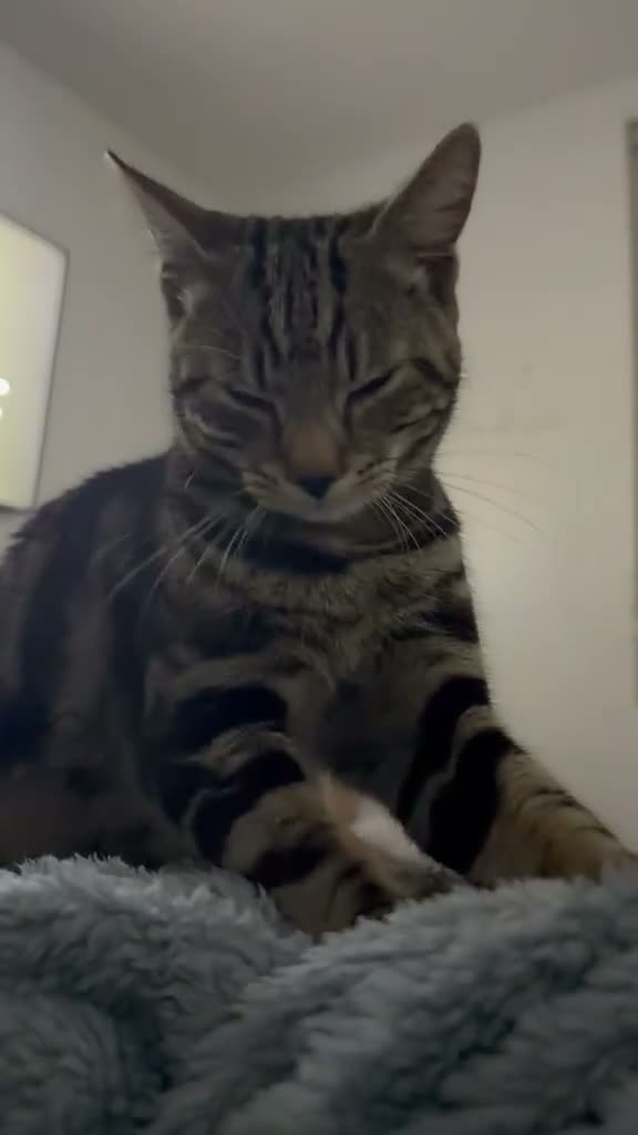 Mixed Breed cats for sale: One boys cat for sale  - Video 1