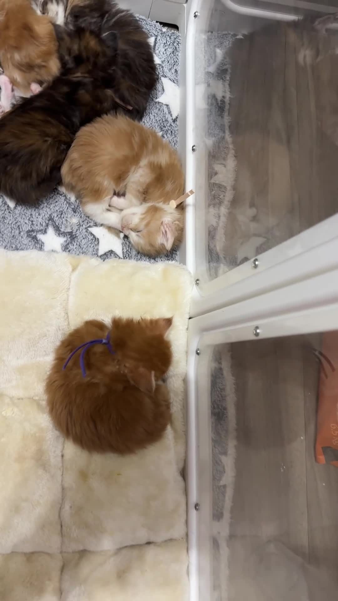 Maine Coon cats for sale: XL Red & White &  black smoke Maine Coon kittens  - Video 2