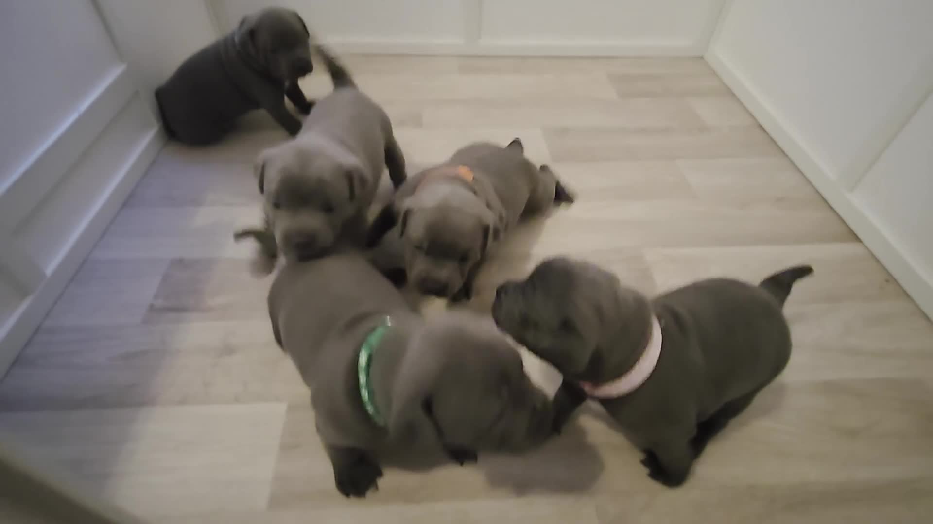 Staffordshire Bull Terrier dogs for sale: Blue Staffordshire Bull Terrier KC registered  - Video 4