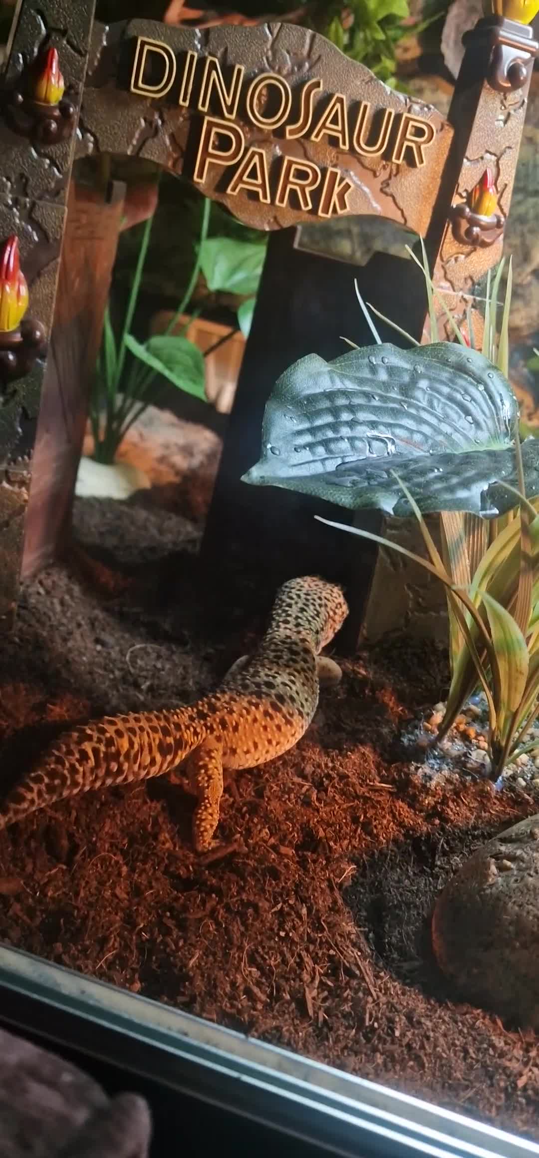 Leopard Gecko reptiles for sale: Leopard Gecko (approx 4 years old) in Stoke-on-Trent - Video 1