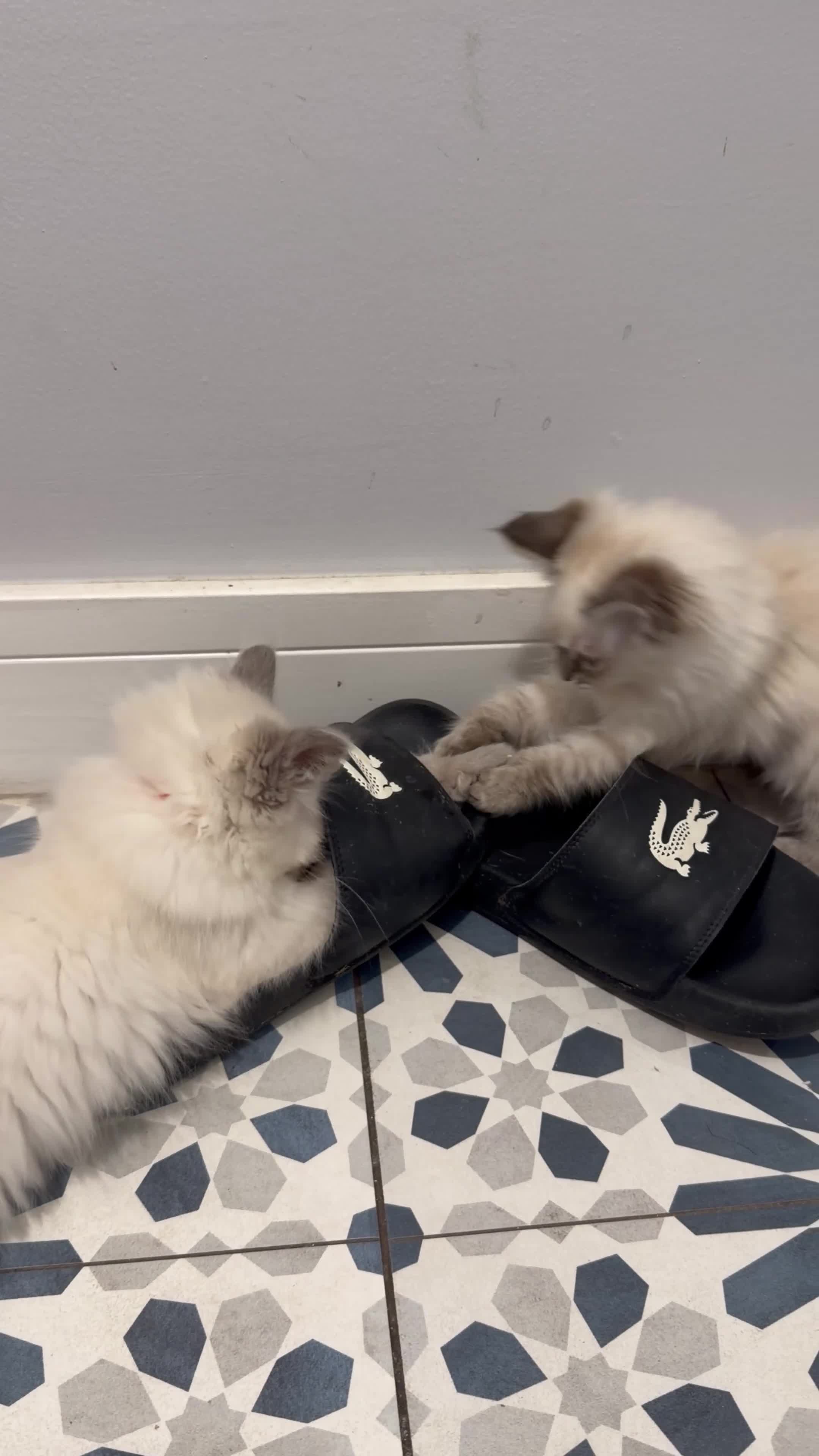 Ragdoll cats for sale:     💙 Stunning Pedigree Ragdoll Kittens GCCF - Video 1