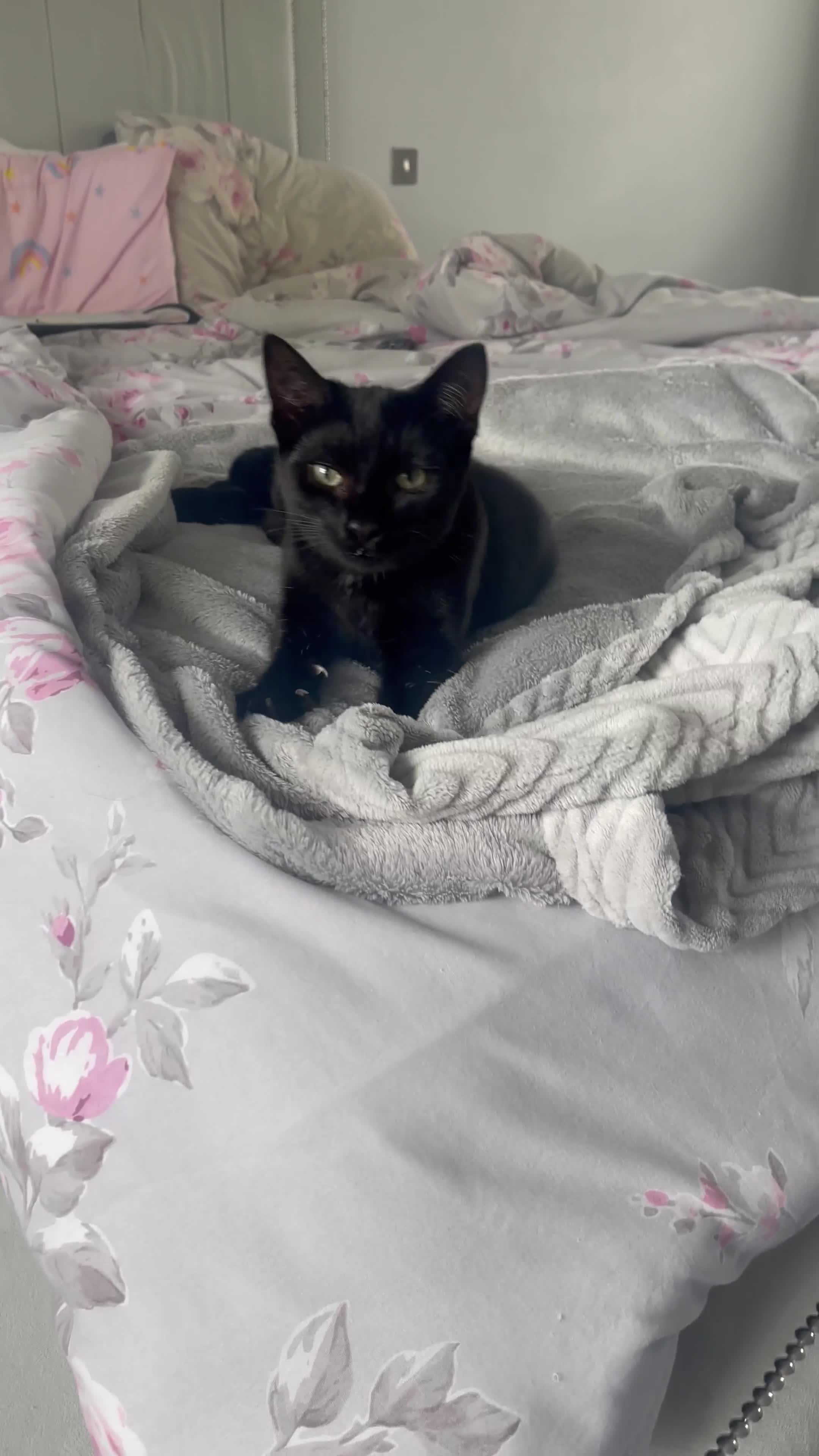 Mixed Breed cats for sale: Rehoming my girls - Luna & Nova - Video 2