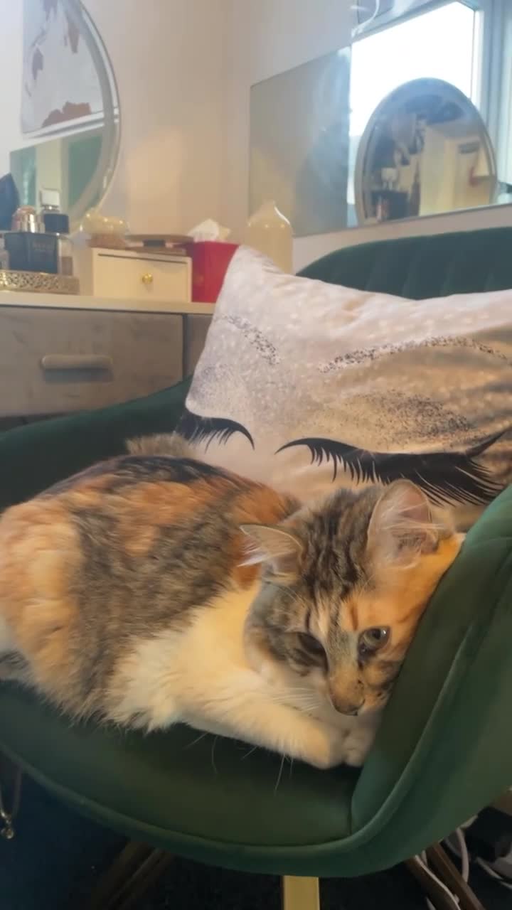 Mixed Breed cats for sale: Boy cat up for adoption - Video 4