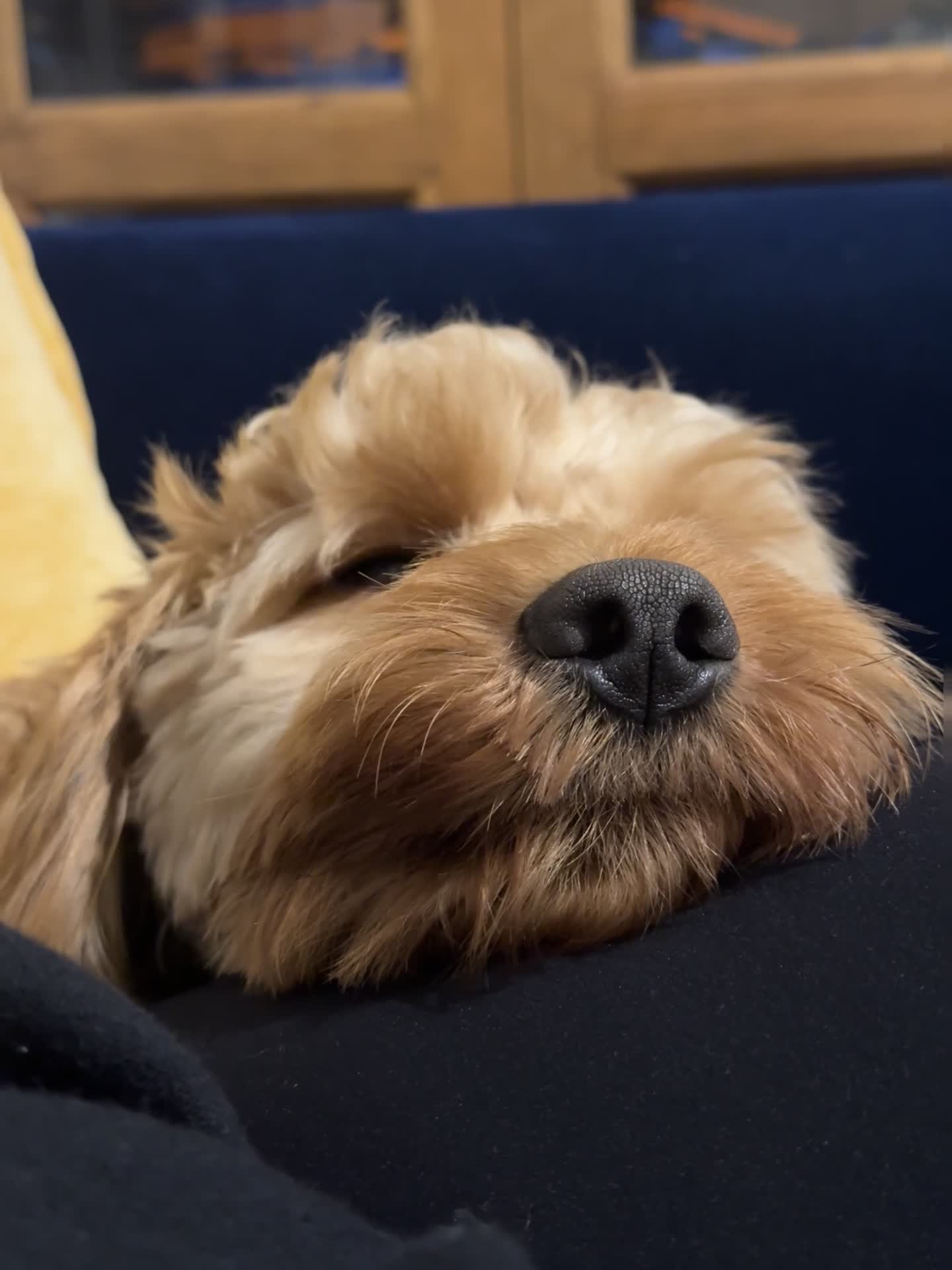 Cockapoo dogs for sale: 10 Month Old Cockapoo - Video 2