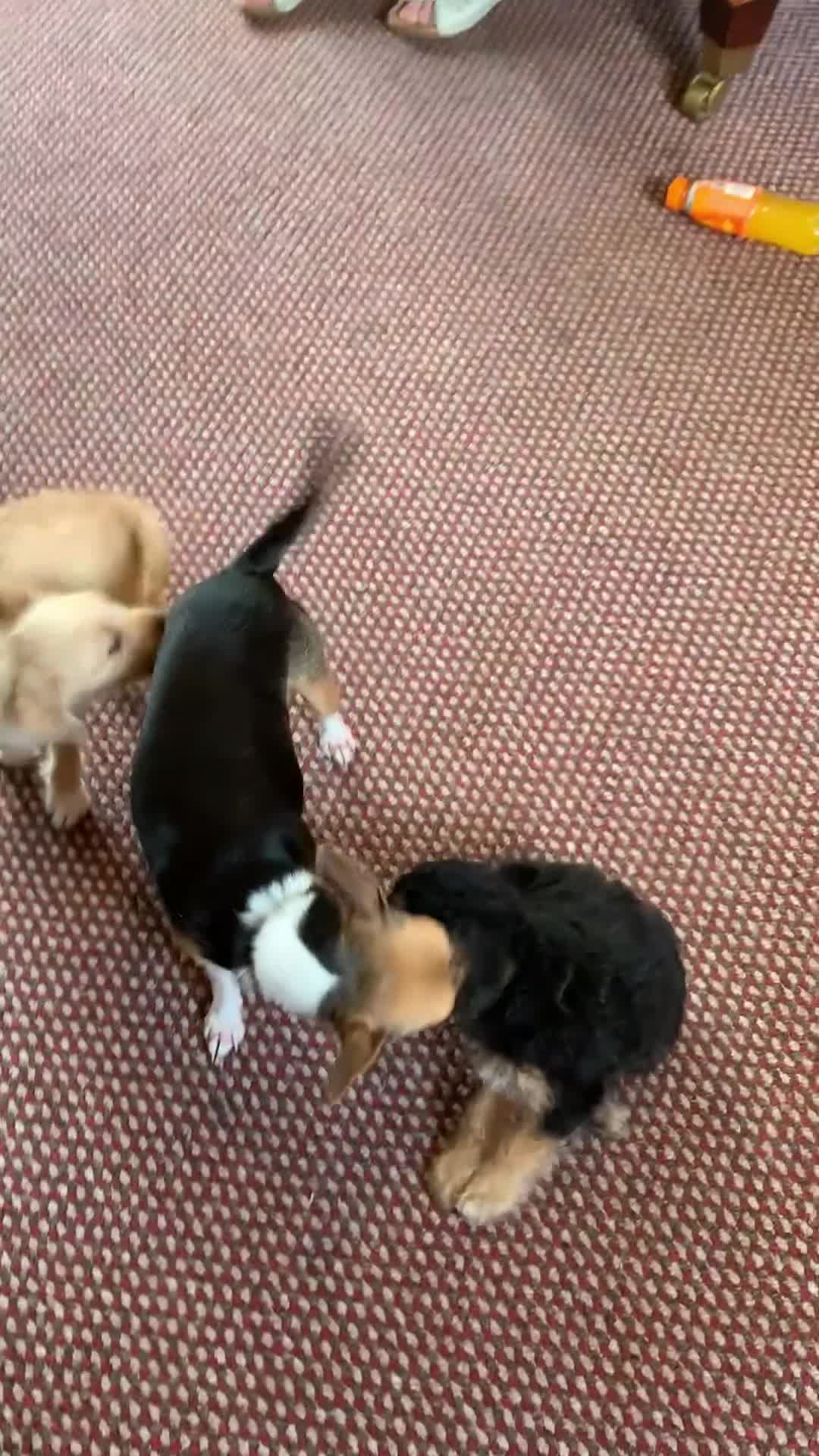 Mixed Breed dogs for sale: Jackchi x Toy poodle Puppies - Video 1