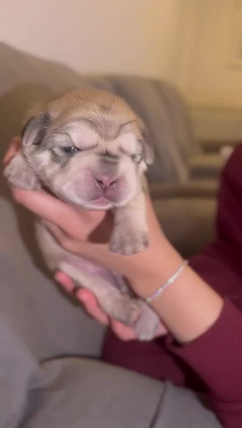 French Bulldog dogs for sale: ⭐️KC registered 2 WEEKS OLD litter of EA Husky⭐️ - Video 1