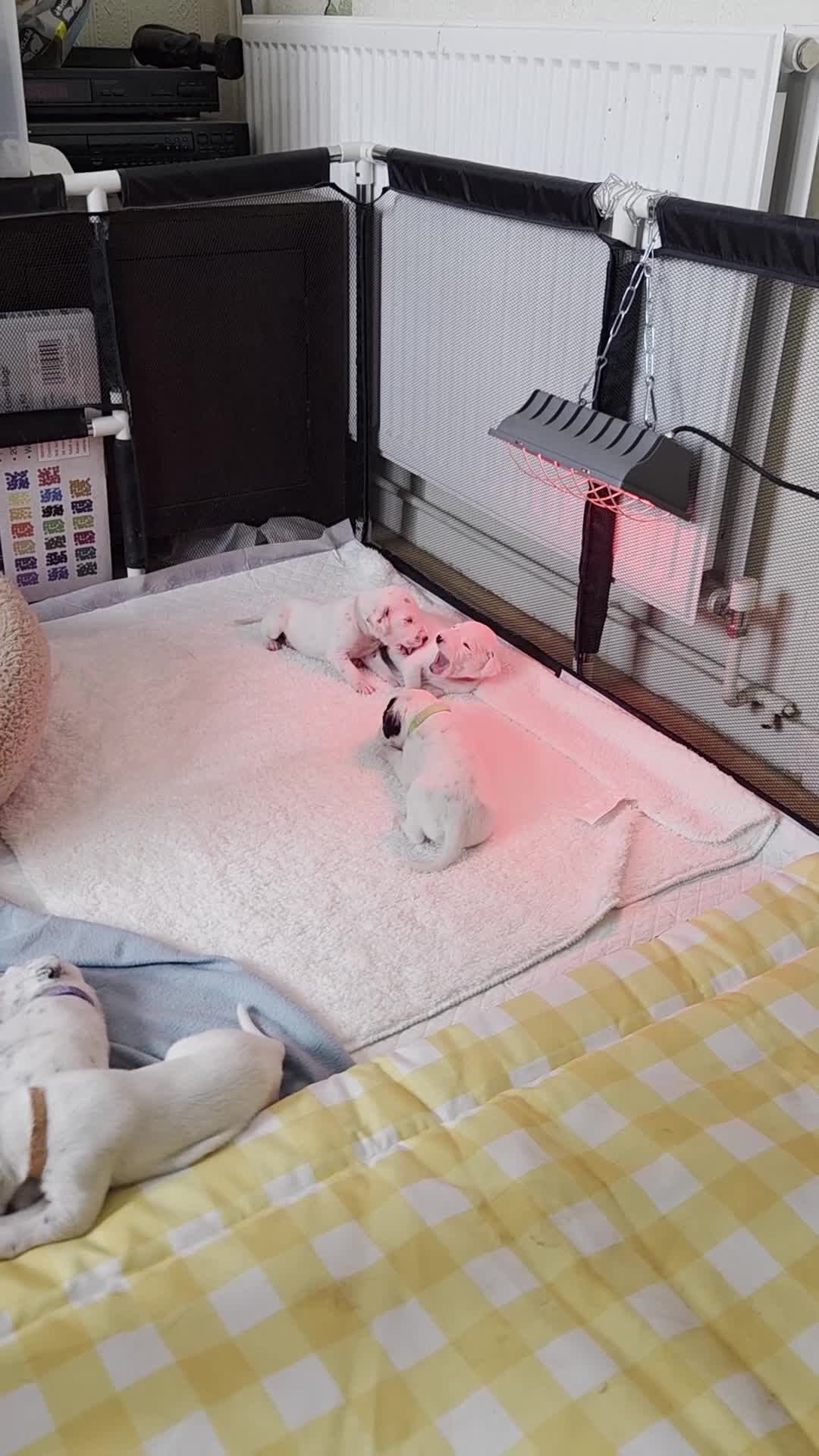 Dalmatian dogs for sale: Last 3 Dally pup looking for their forever home  - Video 2