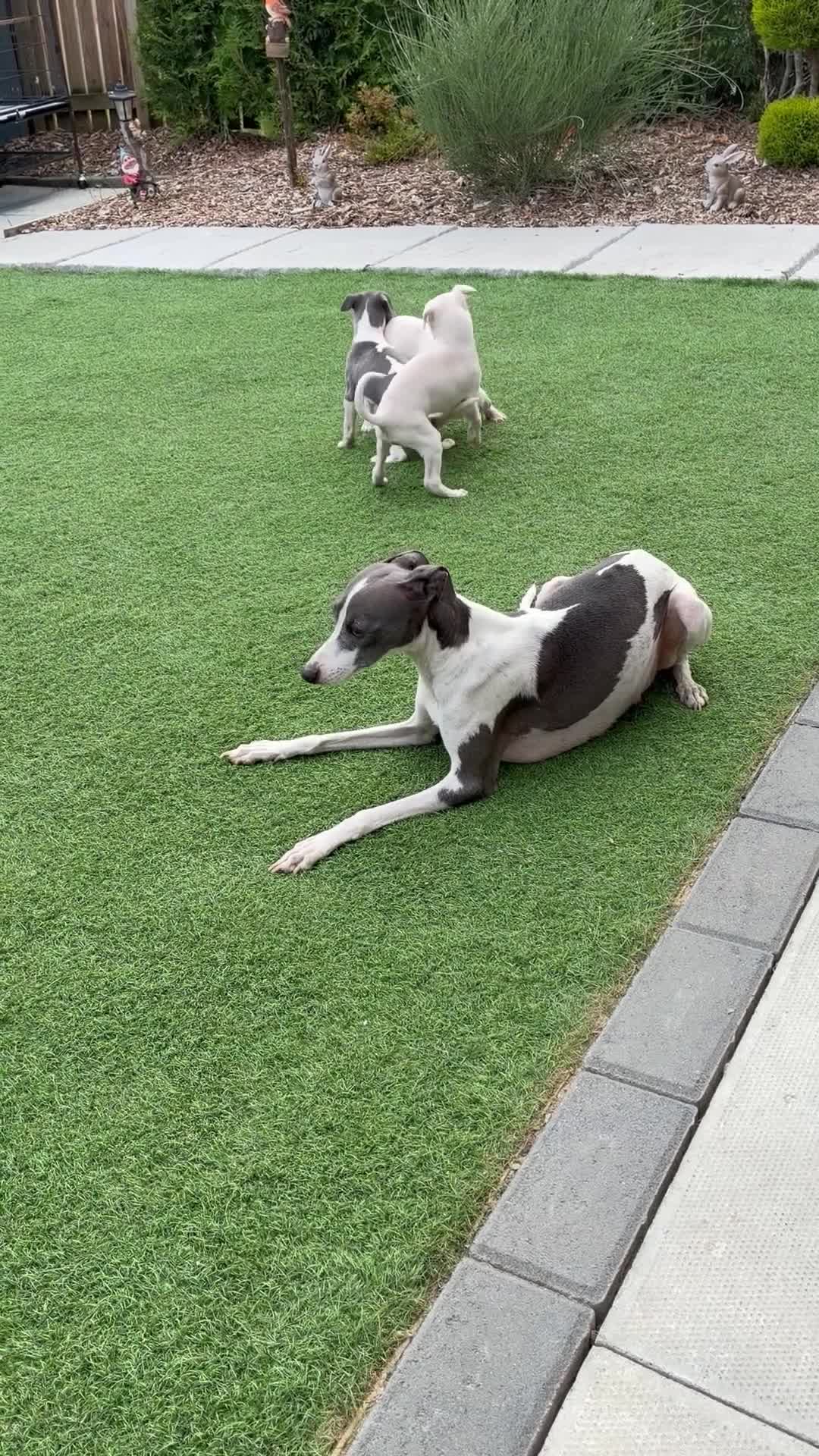 Italian Greyhound dogs for sale: Italian greyhound puppies  - Video 4