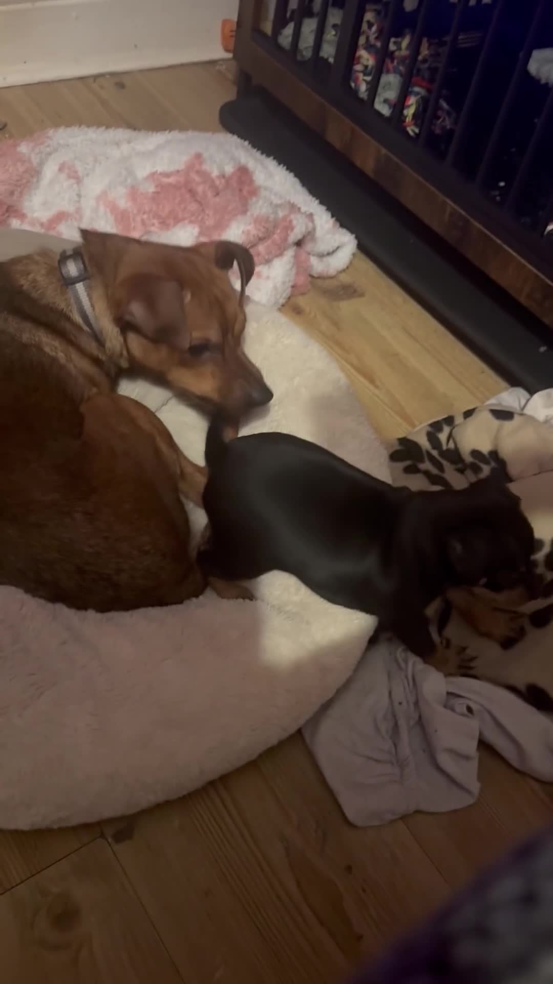 Miniature Pinscher dogs for sale: Female puppies for sale - Video 1