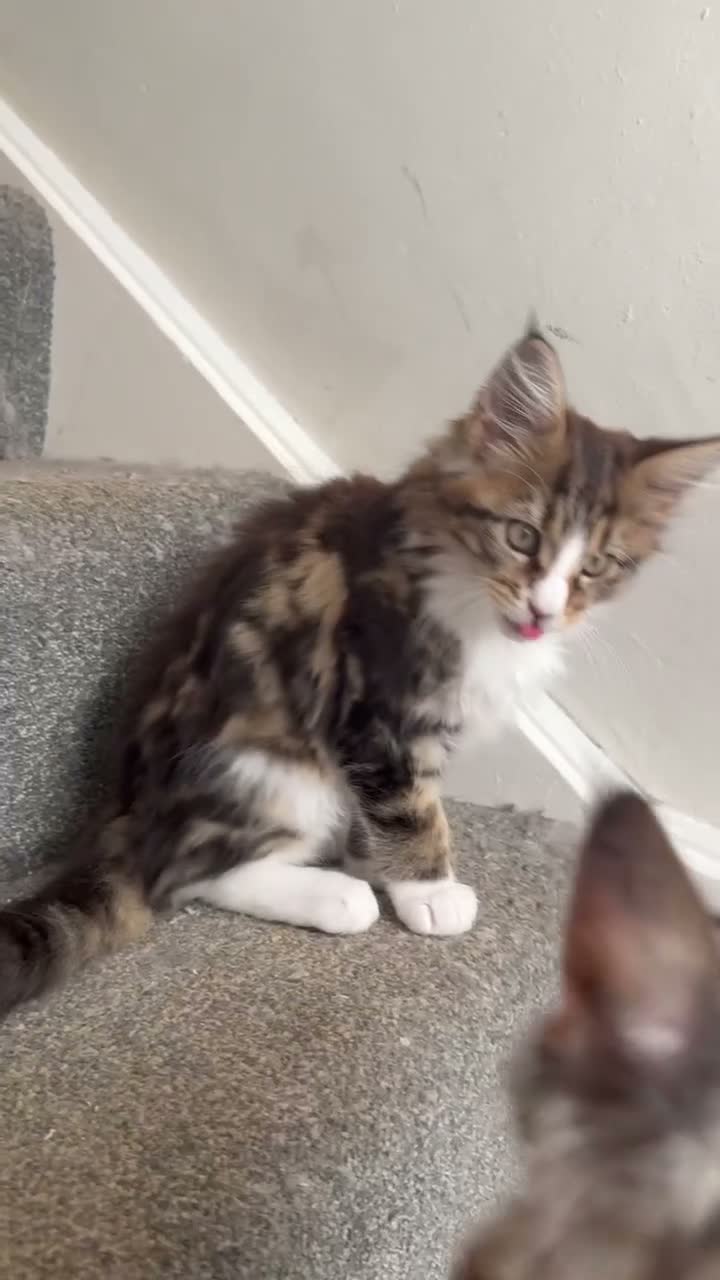 Maine Coon cats for sale: Stunning Maine Coon Kittens looking for 5⭐️ homes - Video 2