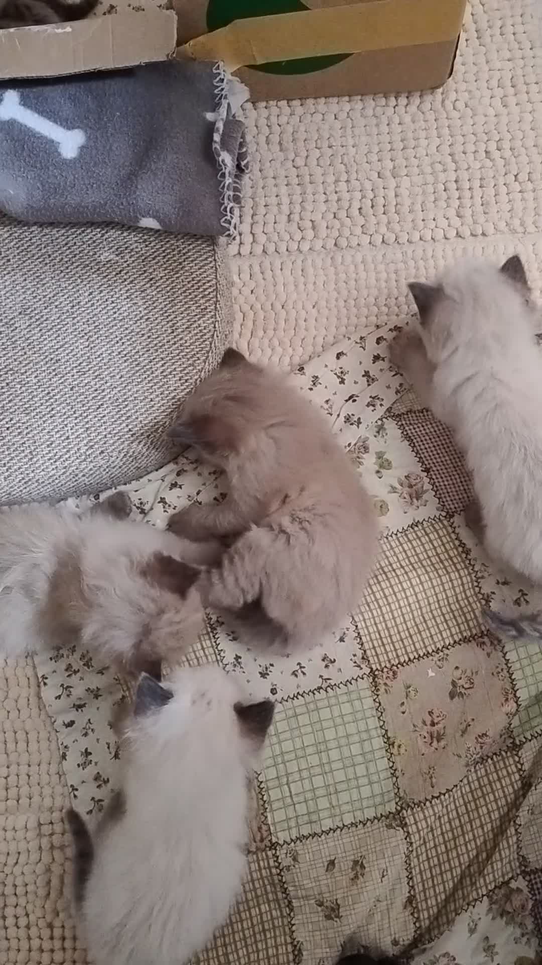Ragdoll cats for sale: Pure bred Ragdolls need loving homes - Video 3