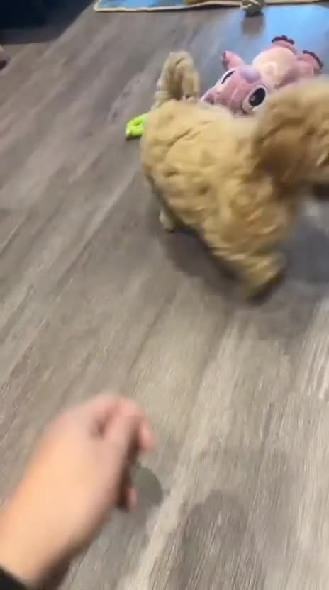 Maltipoo dogs for sale: Health Tested Maltipoo Puppies - Video 1