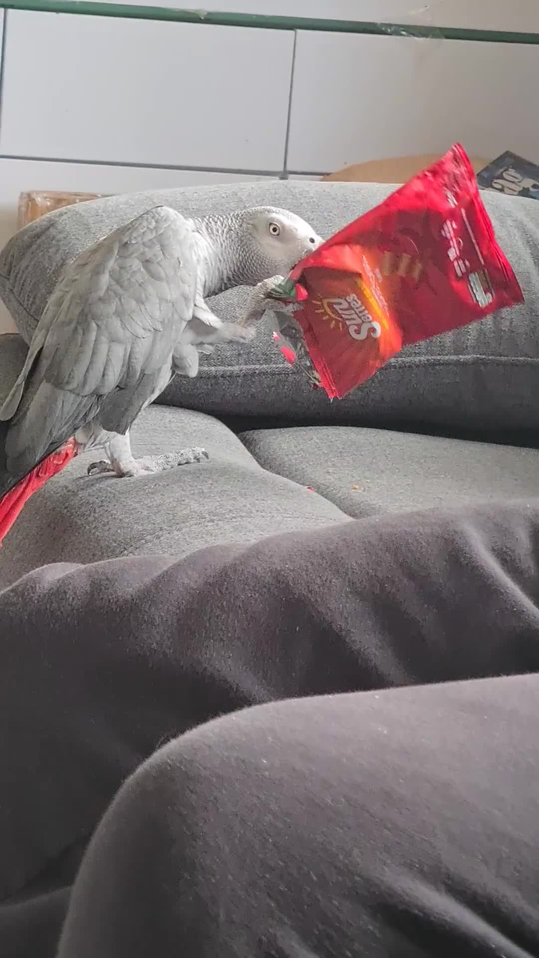 Parrots birds for sale: AFRICAN GREY MALE 8YEARS OLD  - Video 1