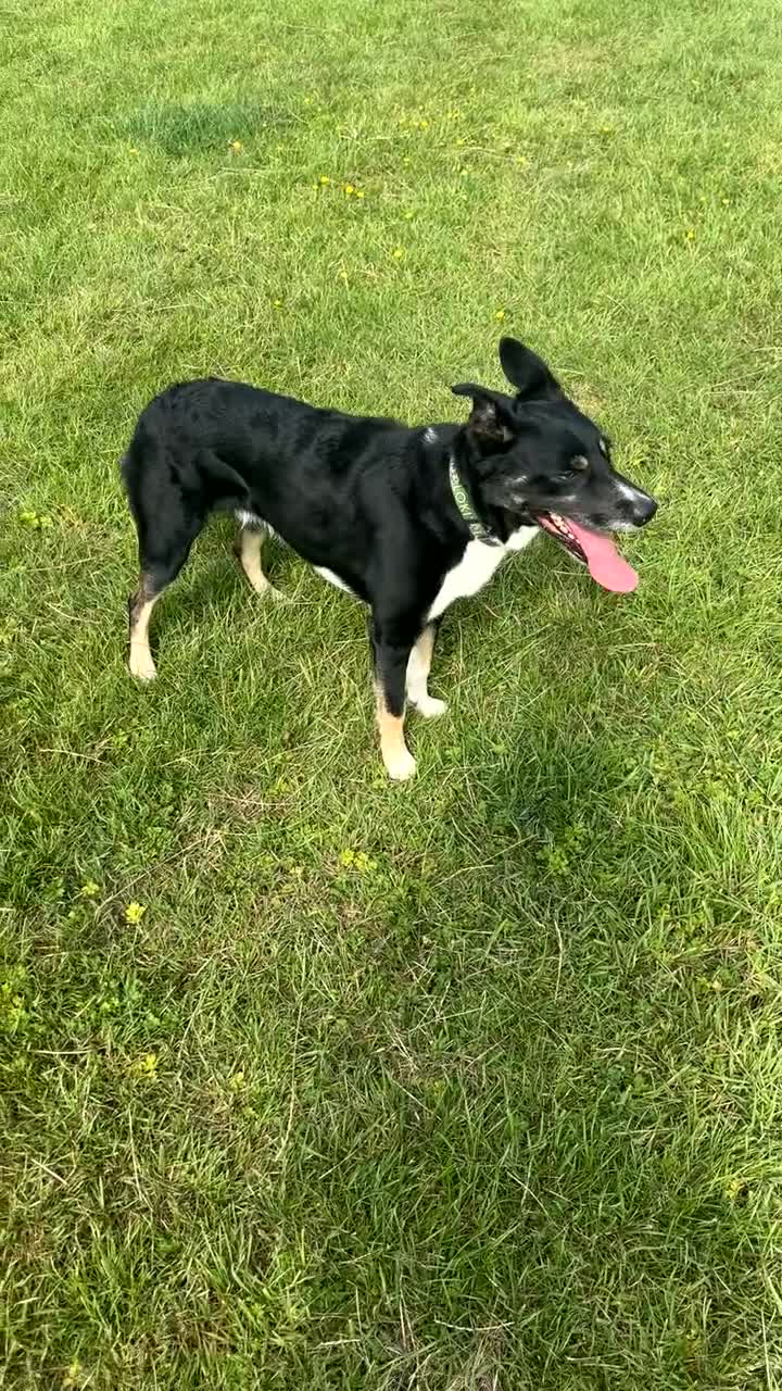 Border Collie dogs for sale: Loki nearly 4 year old border collie  - Video 2