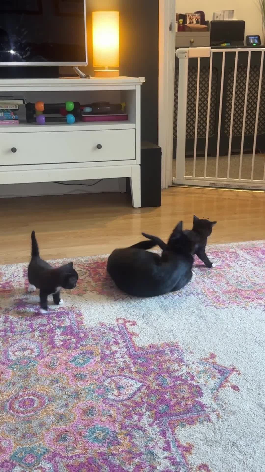 Domestic Shorthair cats for sale: 2 Female Black & White Domestic Shorthairs in Ashford - Video 2