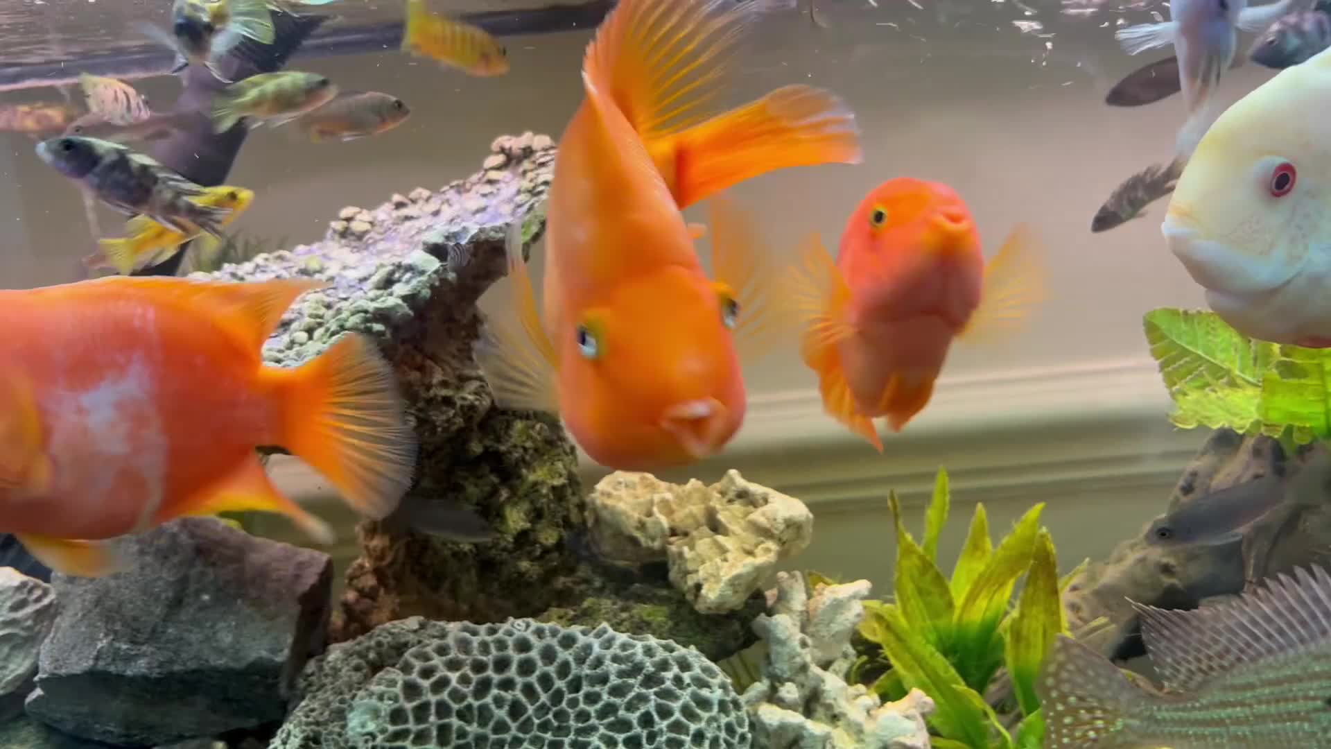 Cichlids fish for sale: Parrot Cichlids and Severums for sale - Video 1