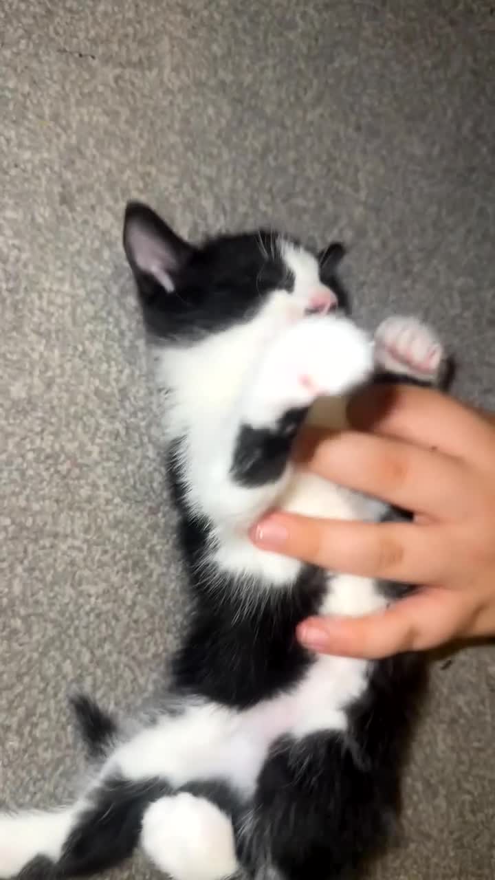 Mixed Breed cats for sale: Black and white mixed breed kitten - Video 1