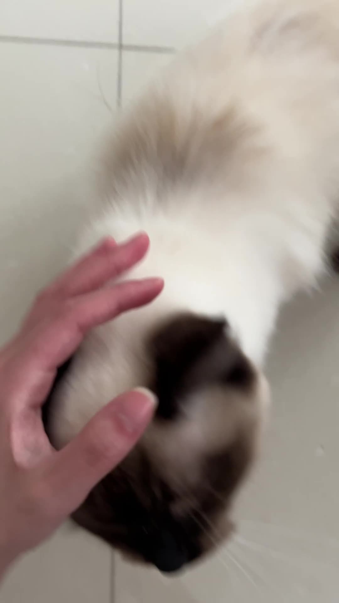 Ragdoll cats for sale: Ragdoll - Video 1