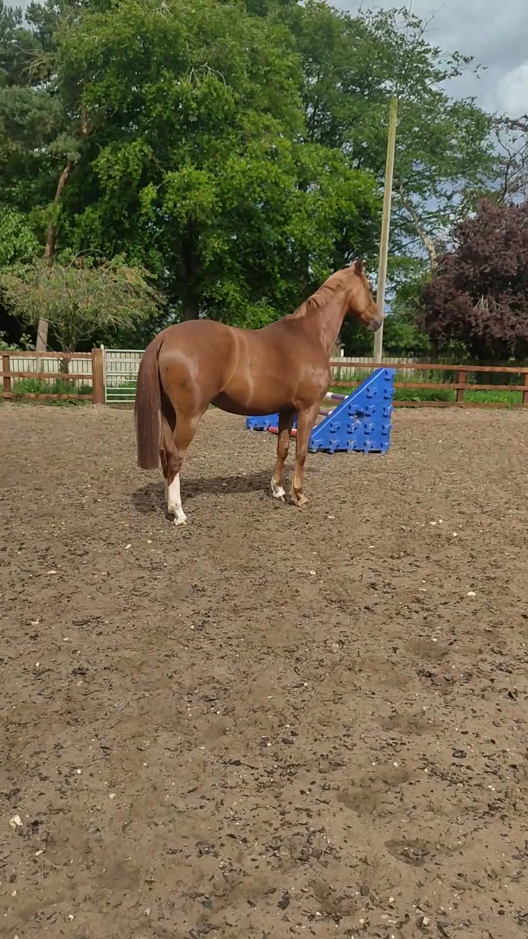 KWPN horses for sale: 4 year old kwpn chestnut gelding project  - Video 1