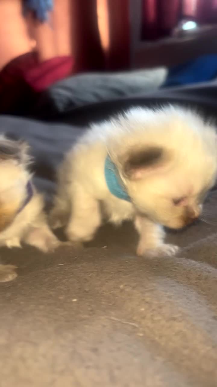 Ragdoll cats for sale: Ragdoll bundle of joys. - Video 3