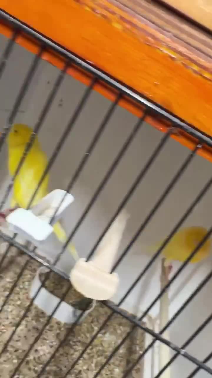 Canaries birds for sale: Yellow yorkies  - Video 1