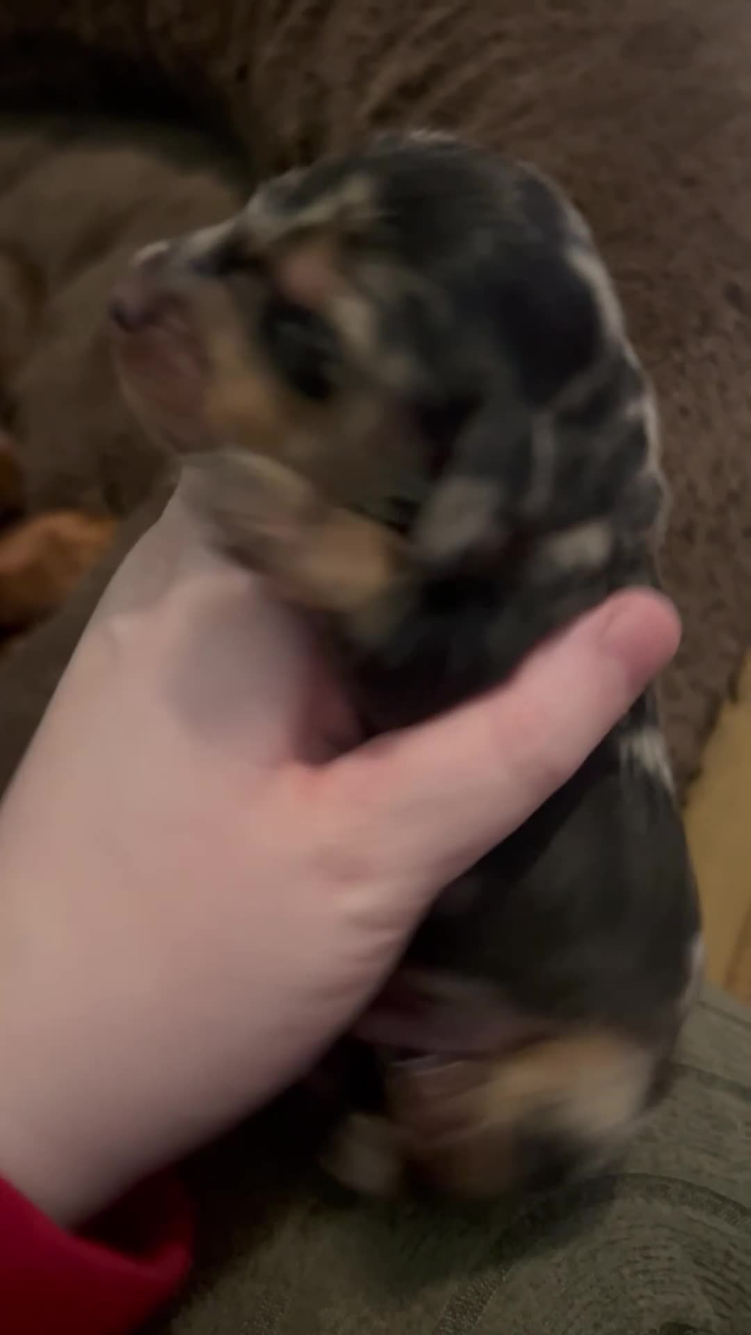 Miniature Dachshund dogs for sale: Dachound puppy’s - Video 1