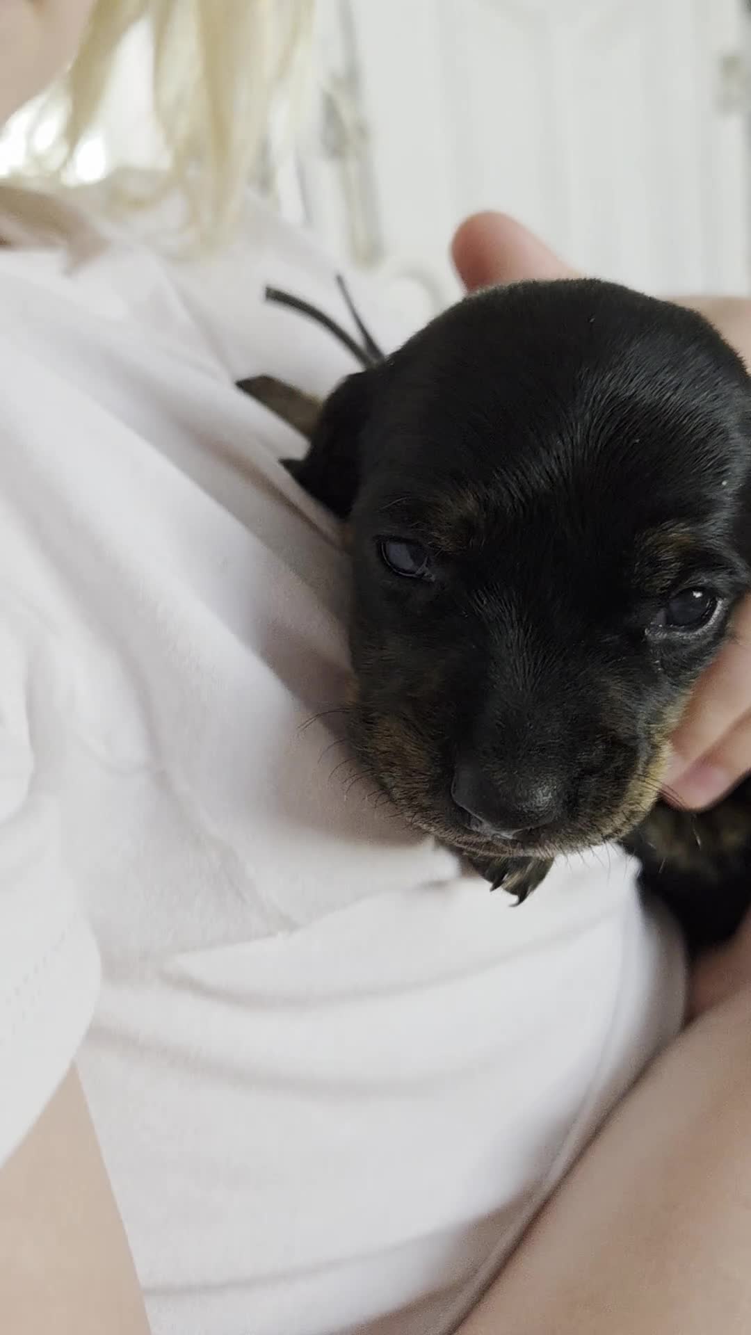 Dachshund dogs for sale: ❤️ 5 Little Sausages ❤️ - Video 4