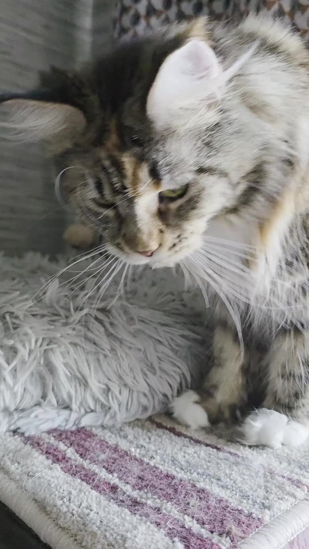 Maine Coon cats for sale: Beautiful  Meincoon  kitten - Video 2