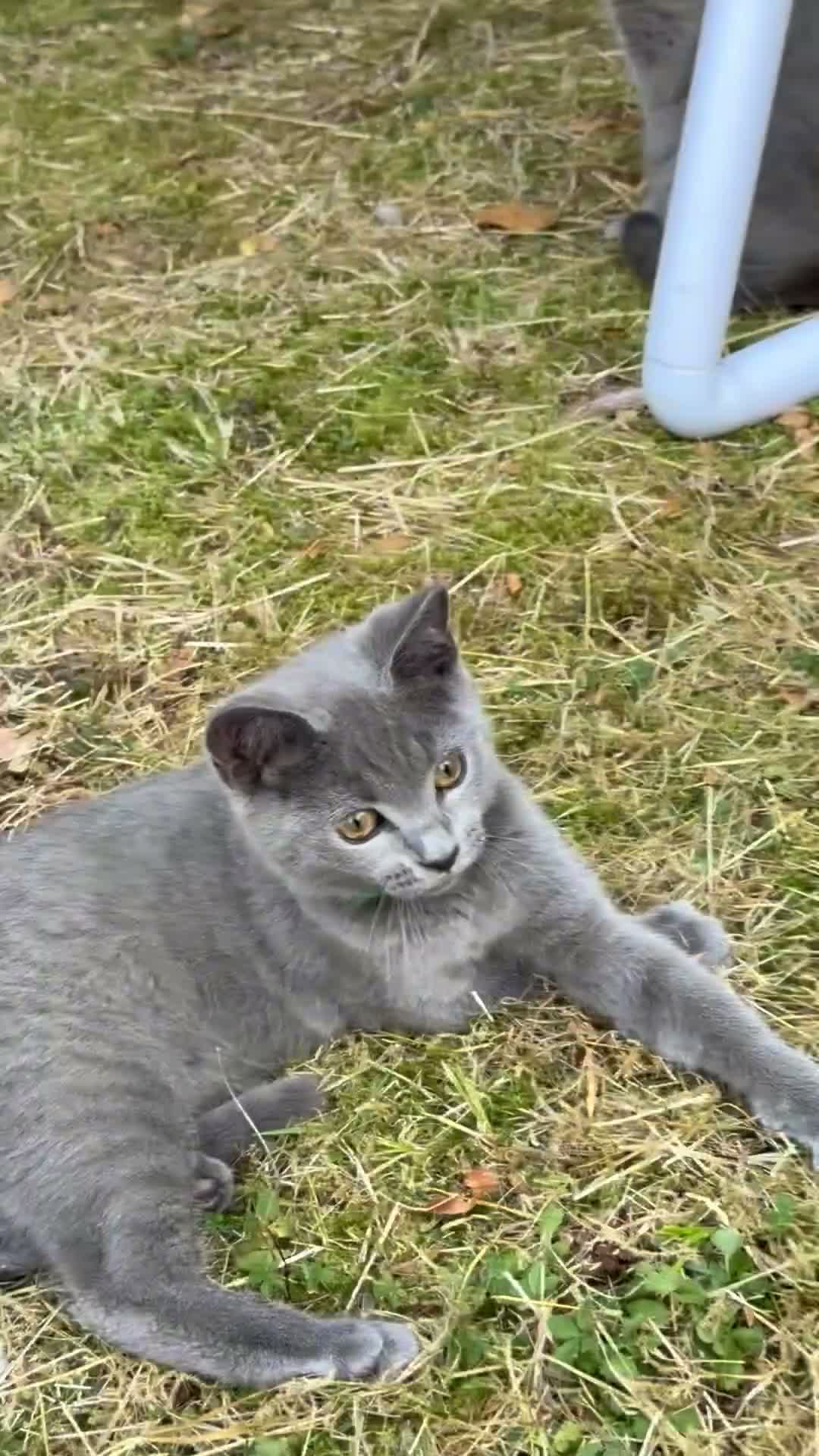 British Shorthair cats for sale: Gorgeous British shorthair 💙💙 - Video 3