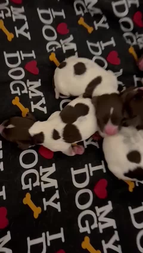 English Springer Spaniel dogs for stud: *KC registered* Gus available for stud in Pontefract - Video 1