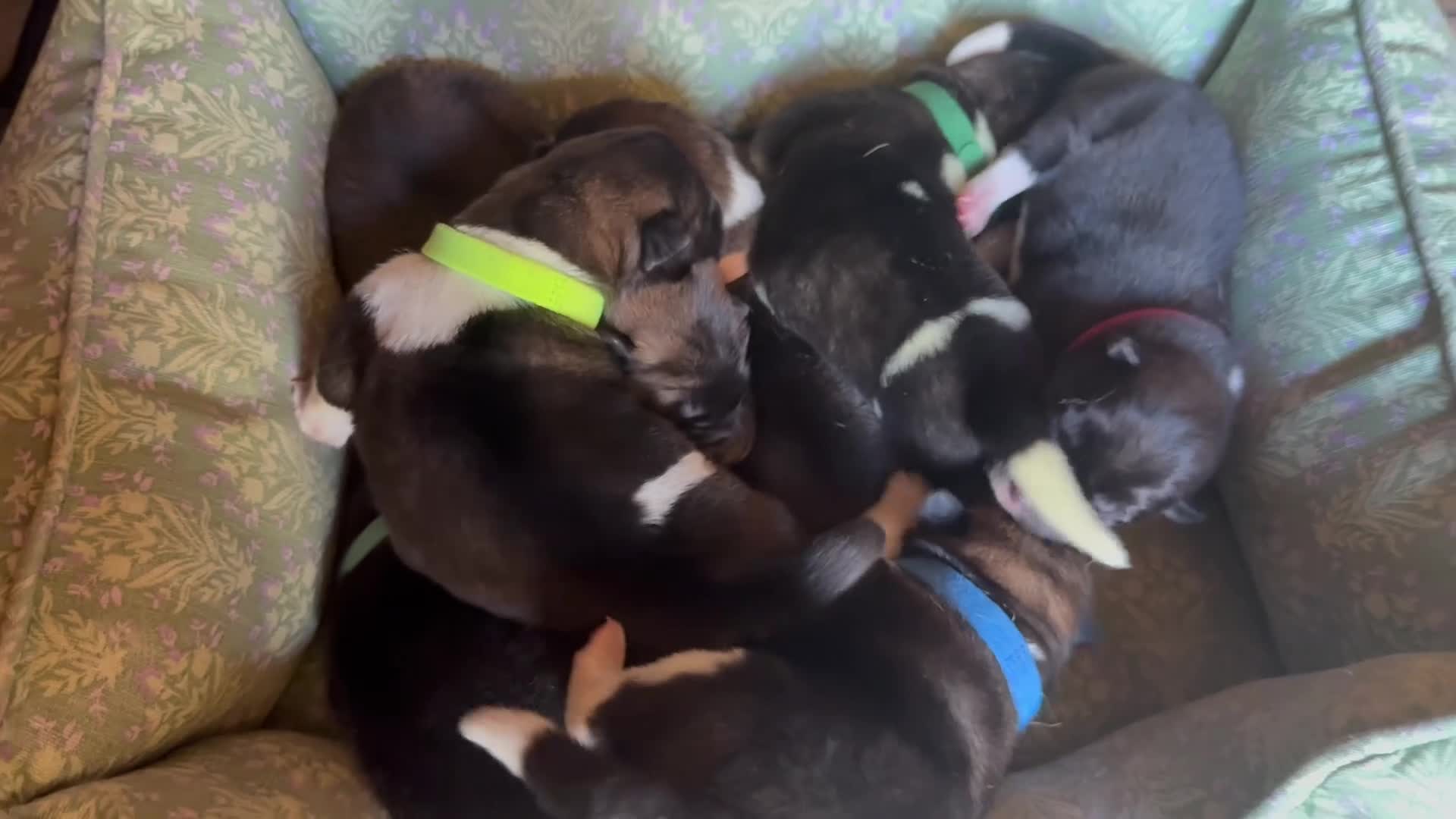 Akita dogs for sale: 🐶🐾🐶🐾 Beautiful Kc reg Akita puppies 🐾🐶 - Video 1