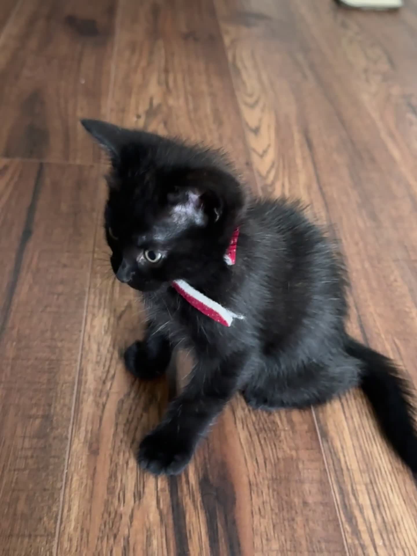 Mixed Breed cats for sale: Maine Coon X kittens ready to leave - Video 1