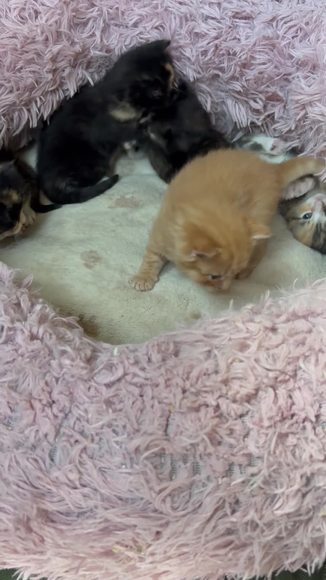 Mixed Breed cats for sale: 5 beautiful fluffy babies  - Video 2