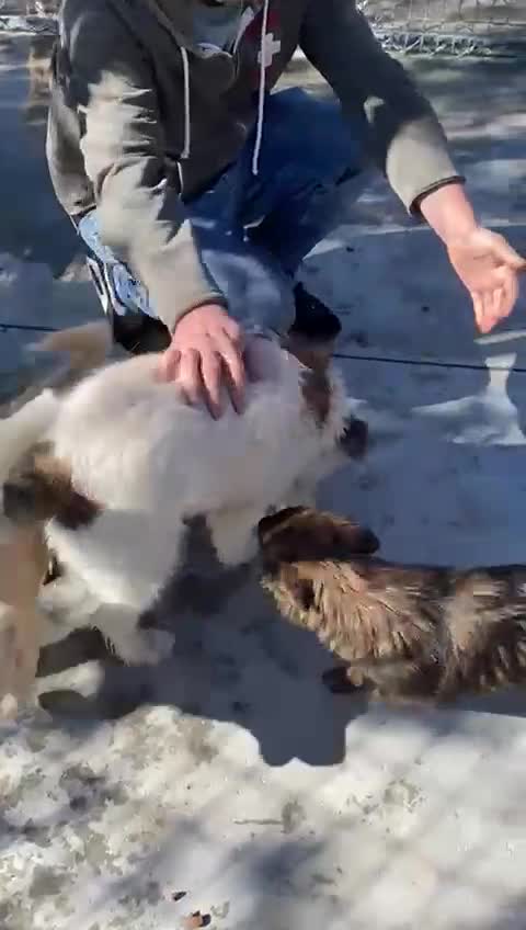 Mixed Breed dogs for adoption: Waffle, 1 year old approx. Available for adoption. - Video 2