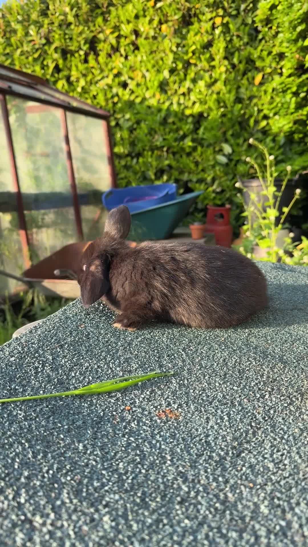 Mixed Breed rabbits for sale: Gorgeous Baby Rabbits – Handled Daily - Video 1