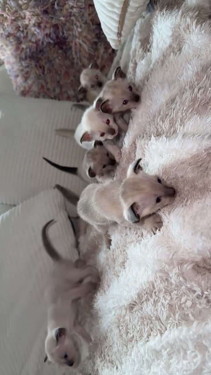 Siamese cats for sale: Siamese Kittens 🐱  in Birkenhead - Video 2