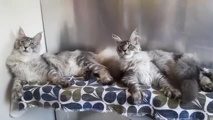 Maine Coon cats for sale: black smoke/silver polydactyl boy&girlTICAmaineco  - Video 3