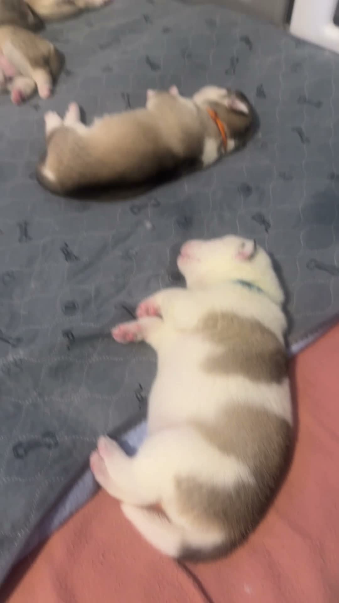 Siberian Husky dogs for sale: Siberian husky  in Corby - Video 1