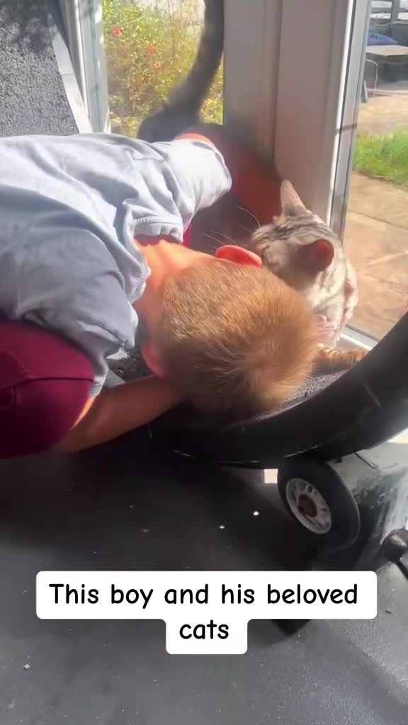 Bengal cats for sale: Beautiful big Silver spotted Bengal boy (ex stud) - Video 1