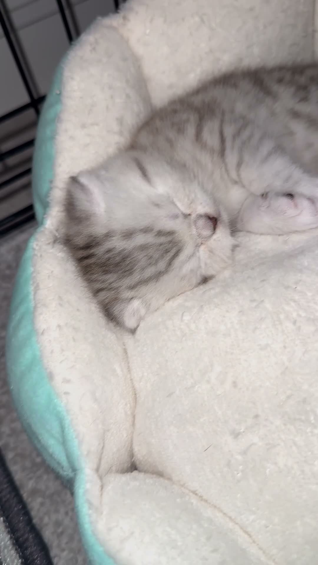 Scottish Fold cats for sale: Scottish fold silver/white male  - Video 1