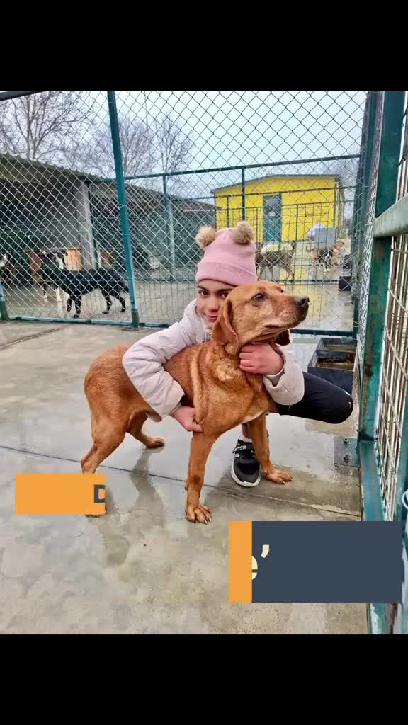 Mixed Breed dogs for adoption: Beanie Boy, 3-4 yrs old. Available for adoption. - Video 2