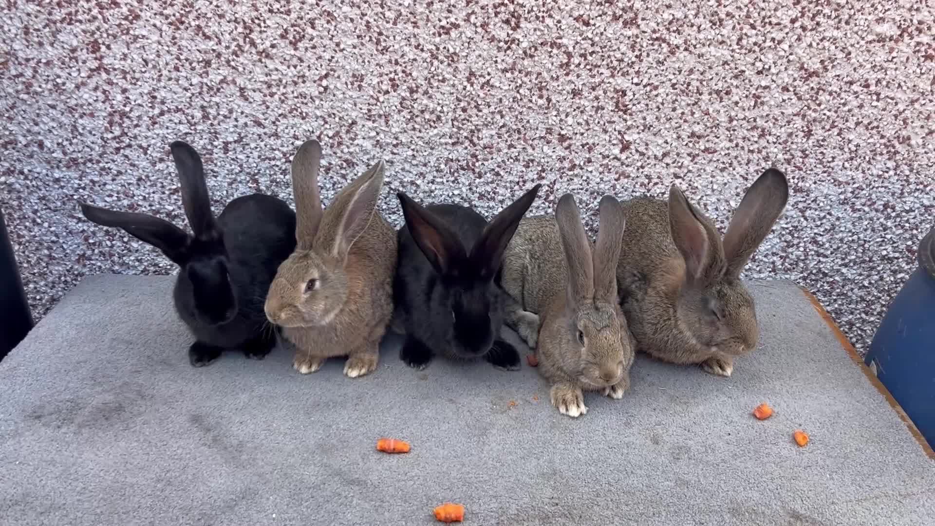 Continental Giant rabbits for sale: Giant continental  - Video 2
